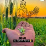 GW 513 Soybean near me - Sugam Seeds