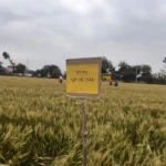 Wheat HI 1544 (Pusa) - Sugam Seeds