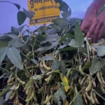 Best RVSM 1135 Soybean near me - Sugam Seeds