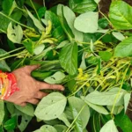 Organic soybean near me - Sugam Seeds