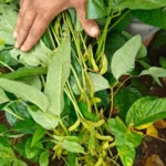 Best Soybean Manufacturer Near Me - Sugam Seeds