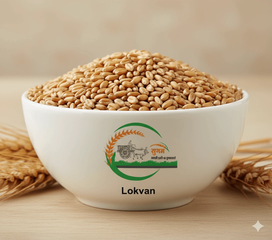 Wheat - Lokwan - Sugam Seeds